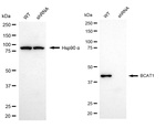 BCAT1 Antibody in Western Blot (WB)