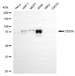 BCAM Recombinant Rabbit Monoclonal Antibody (25GB375)