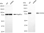 BCAM Antibody in Western Blot (WB)