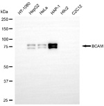 BCAM Recombinant Rabbit Monoclonal Antibody (25GB1550)