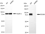 BCAM Antibody in Western Blot (WB)