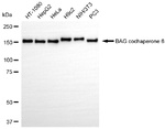 BAG6 Antibody in Western Blot (WB)