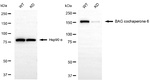 BAG6 Antibody in Western Blot (WB)