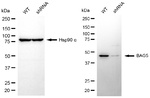 BAG5 Antibody in Western Blot (WB)