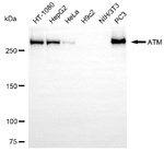 ATM Antibody in Western Blot (WB)