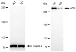 ATM Antibody in Western Blot (WB)