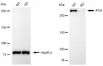ATM Antibody in Western Blot (WB)