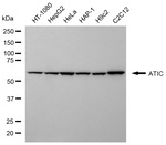 ATIC Monoclonal Antibody (24GB6745)