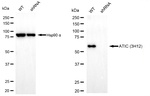 ATIC Antibody in Western Blot (WB)
