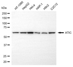ATIC Antibody in Western Blot (WB)