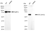 ATIC Antibody in Western Blot (WB)