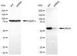 ARIH2 Antibody in Western Blot (WB)