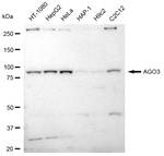 Argonaute 3 Antibody in Western Blot (WB)