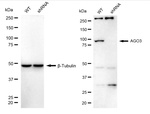 Argonaute 3 Antibody in Western Blot (WB)