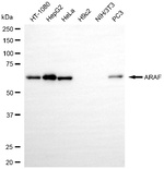 A-Raf Antibody in Western Blot (WB)