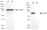 A-Raf Antibody in Western Blot (WB)
