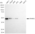 AP2 gamma Antibody in Western Blot (WB)
