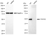 AP2 gamma Antibody in Western Blot (WB)