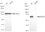 Annexin A6 Antibody in Western Blot (WB)