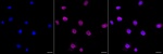 Annexin A6 Recombinant Rabbit Monoclonal Antibody (24GB6825)