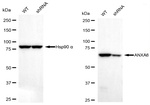Annexin A6 Antibody in Western Blot (WB)