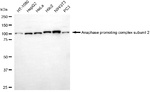 ANAPC2 Antibody in Western Blot (WB)
