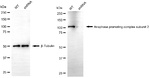 ANAPC2 Antibody in Western Blot (WB)