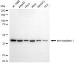 Aminoacylase Antibody in Western Blot (WB)