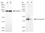 Aminoacylase Antibody in Western Blot (WB)