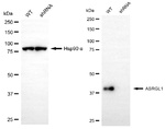 ALP Antibody in Western Blot (WB)