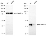 ALP Antibody in Western Blot (WB)