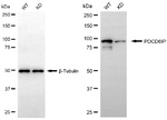 Alix Antibody in Western Blot (WB)