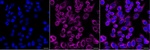 ALG2 Monoclonal Antibody (25GB3760)