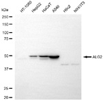 ALG2 Antibody in Western Blot (WB)