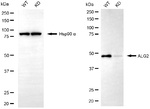 ALG2 Antibody in Western Blot (WB)