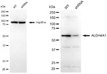 ALDH4A1 Antibody in Western Blot (WB)