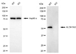 ALDH1A3 Antibody in Western Blot (WB)