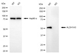 ALDH1A3 Antibody in Western Blot (WB)