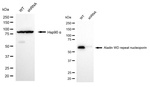 Aladin Antibody in Western Blot (WB)