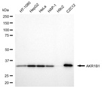 AKR1B1 Antibody in Western Blot (WB)