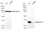 AKR1B1 Antibody in Western Blot (WB)