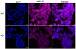 AKR1A1 Antibody in Immunocytochemistry (ICC/IF)