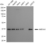 AKR1A1 Antibody in Western Blot (WB)