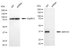 AKR1A1 Antibody in Western Blot (WB)