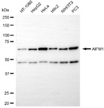 AIF Antibody in Western Blot (WB)