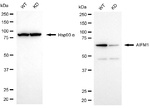 AIF Antibody in Western Blot (WB)