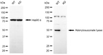 ADSL Antibody in Western Blot (WB)