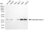 Adenylate Kinase 3 Antibody in Western Blot (WB)