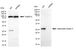 Adenylate Kinase 3 Antibody in Western Blot (WB)