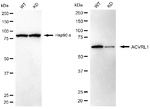 ACVRL1 Antibody in Western Blot (WB)